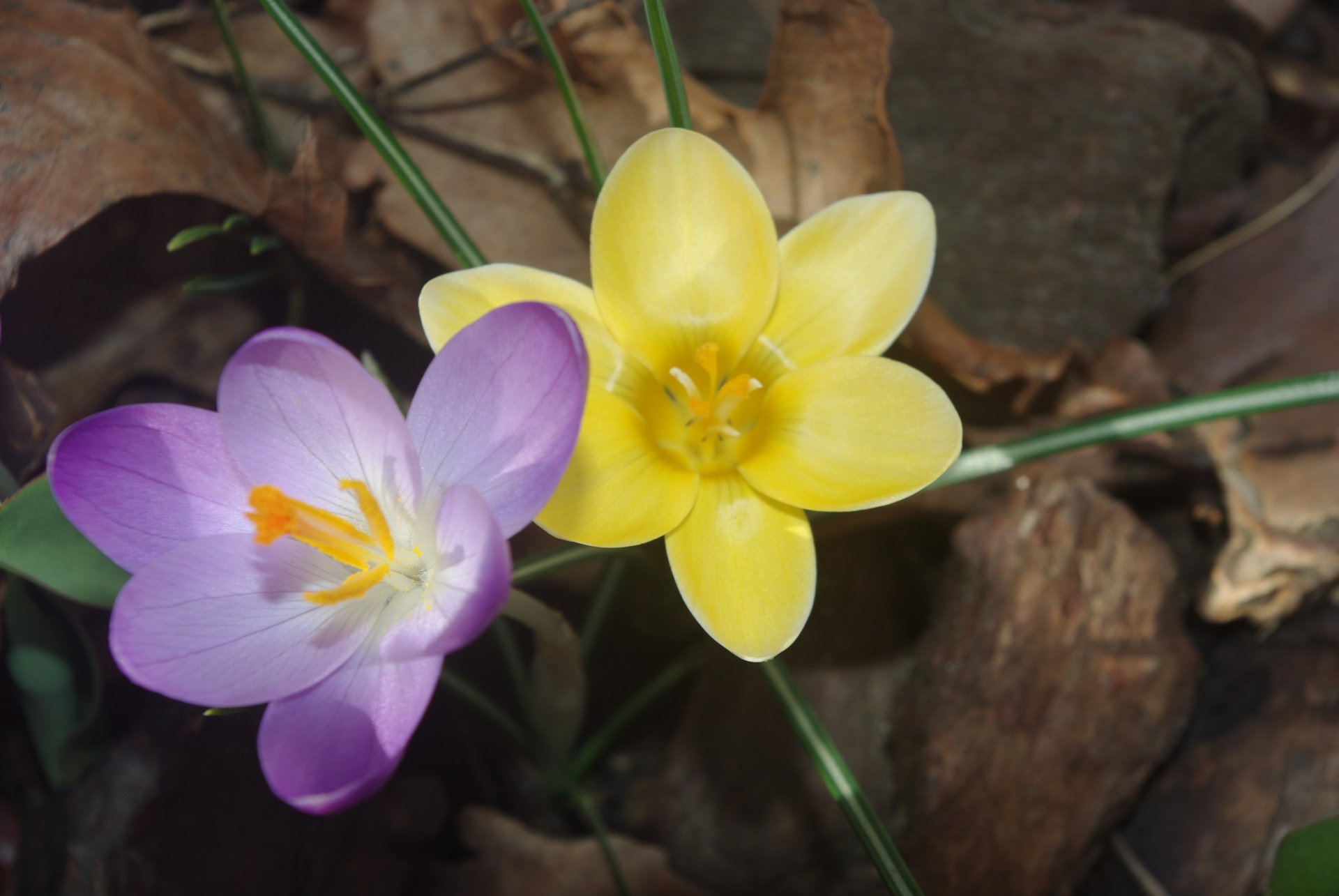 Fonds d'cran Nature Fleurs 