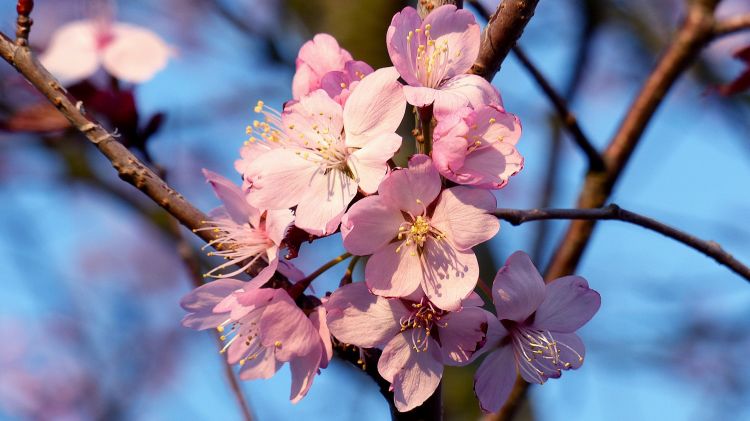 Wallpapers Nature Flowers Le prunier de Pissard 