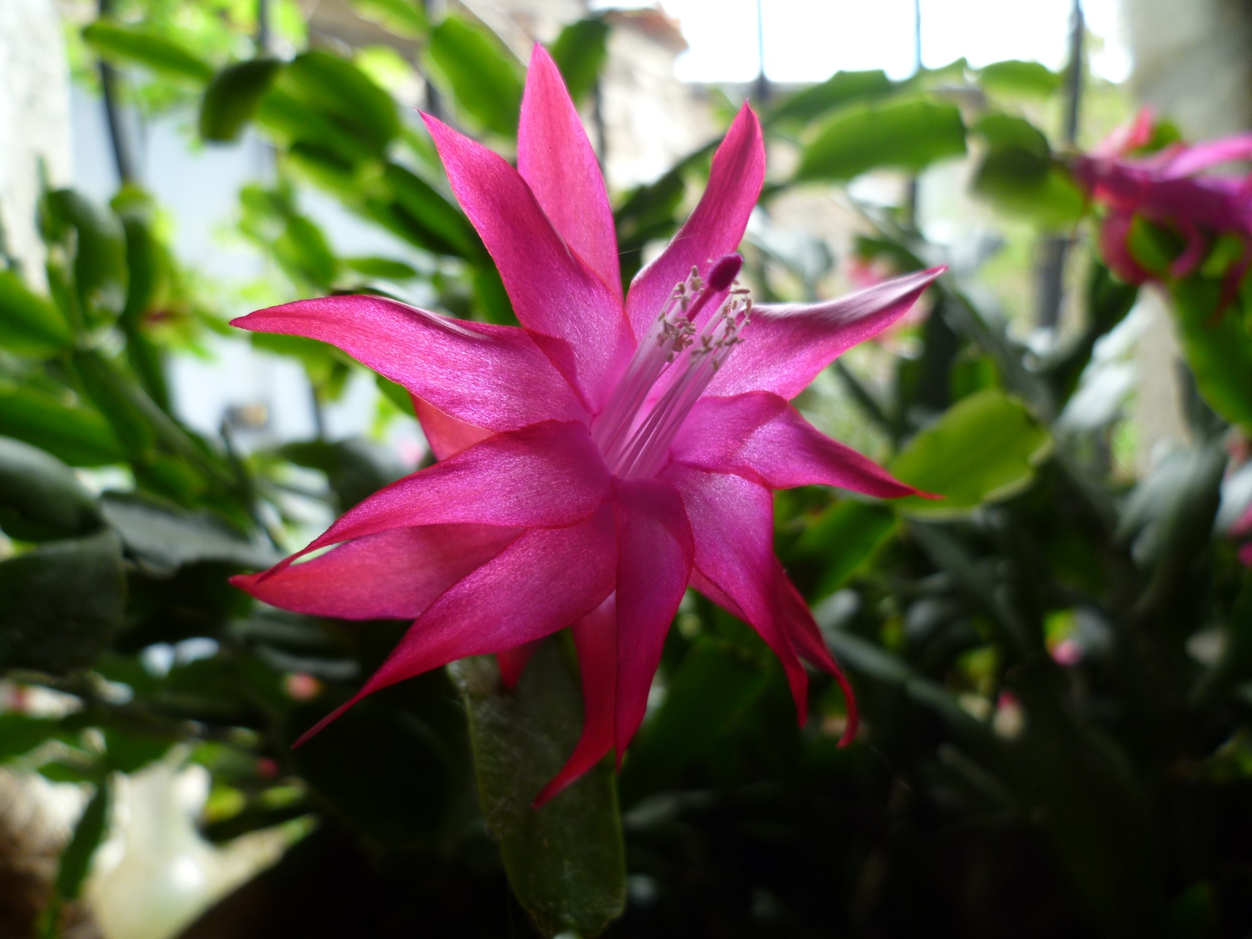 Wallpapers Nature Flowers epiphyllum