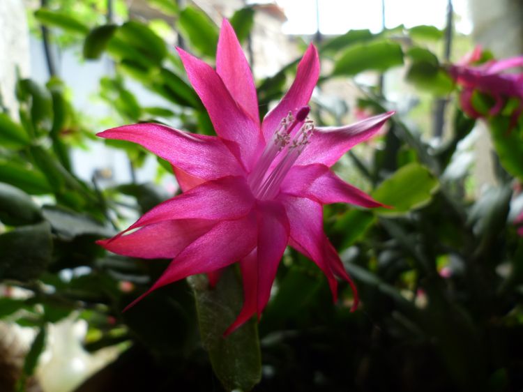 Fonds d'cran Nature Fleurs epiphyllum