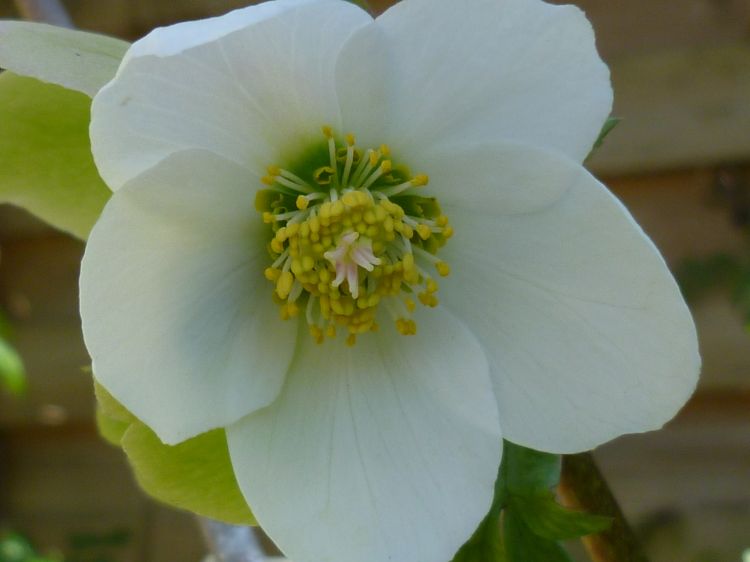 Fonds d'cran Nature Fleurs HELLEBORE