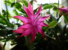  Nature epiphyllum