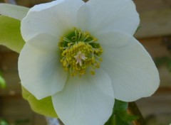  Nature HELLEBORE