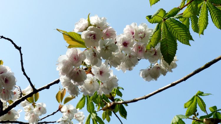 Wallpapers Nature Flowers La floraison du prunus en avril