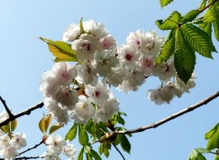  Nature La floraison du prunus en avril