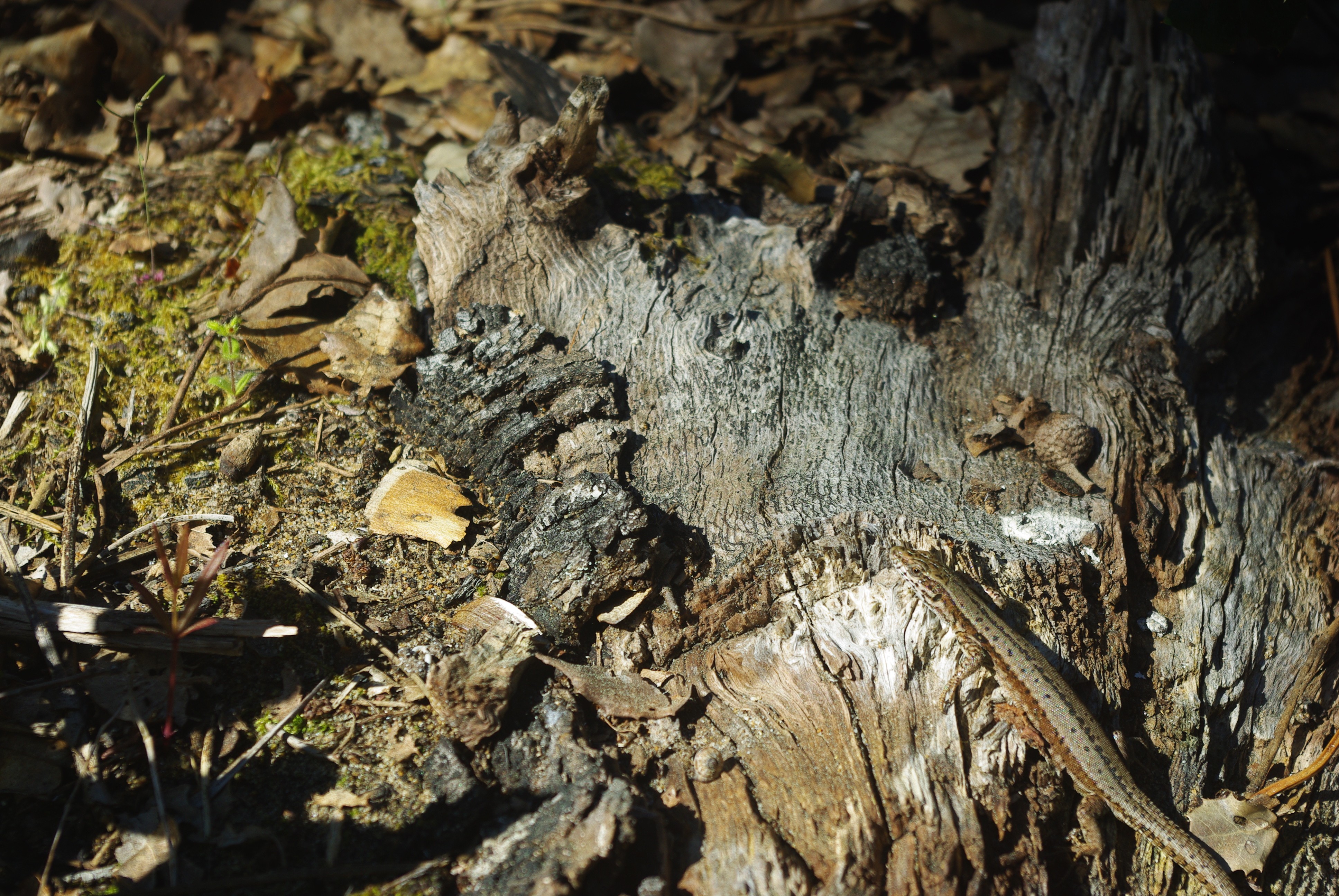 Fonds d'cran Nature Arbres - Forts 