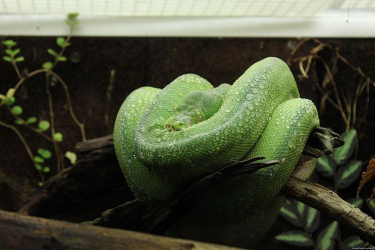 Fonds d'cran Animaux Serpents Le Serpent