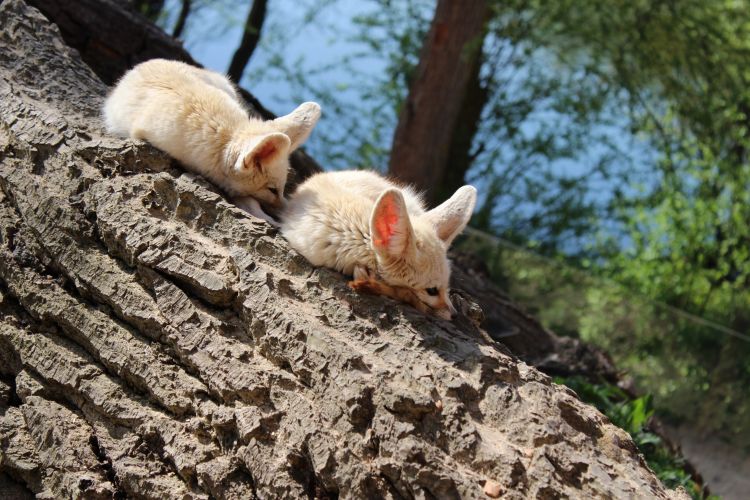 Fonds d'cran Animaux Fennec Fennec