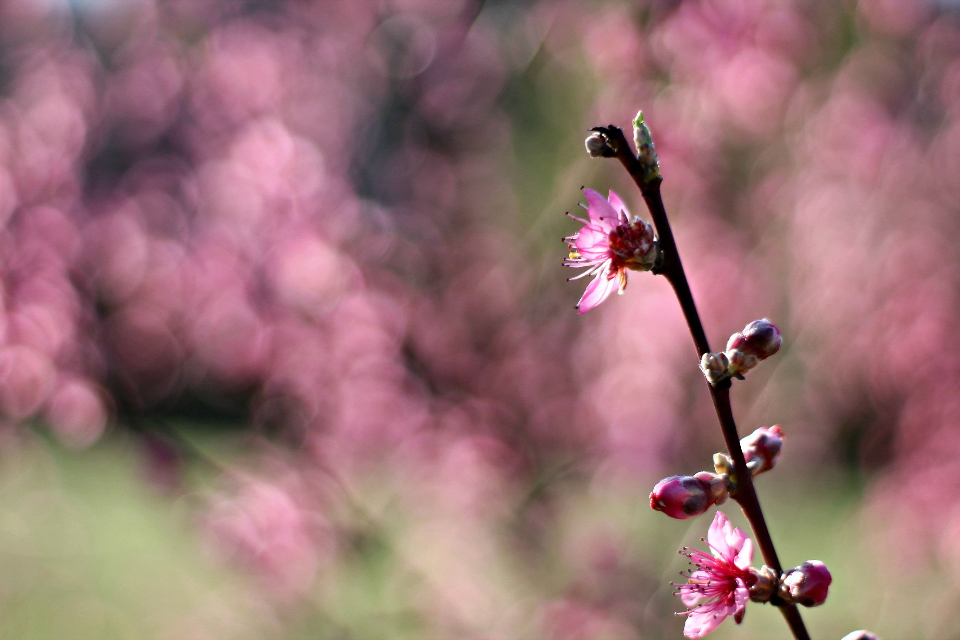 Wallpapers Nature Seasons - Spring 