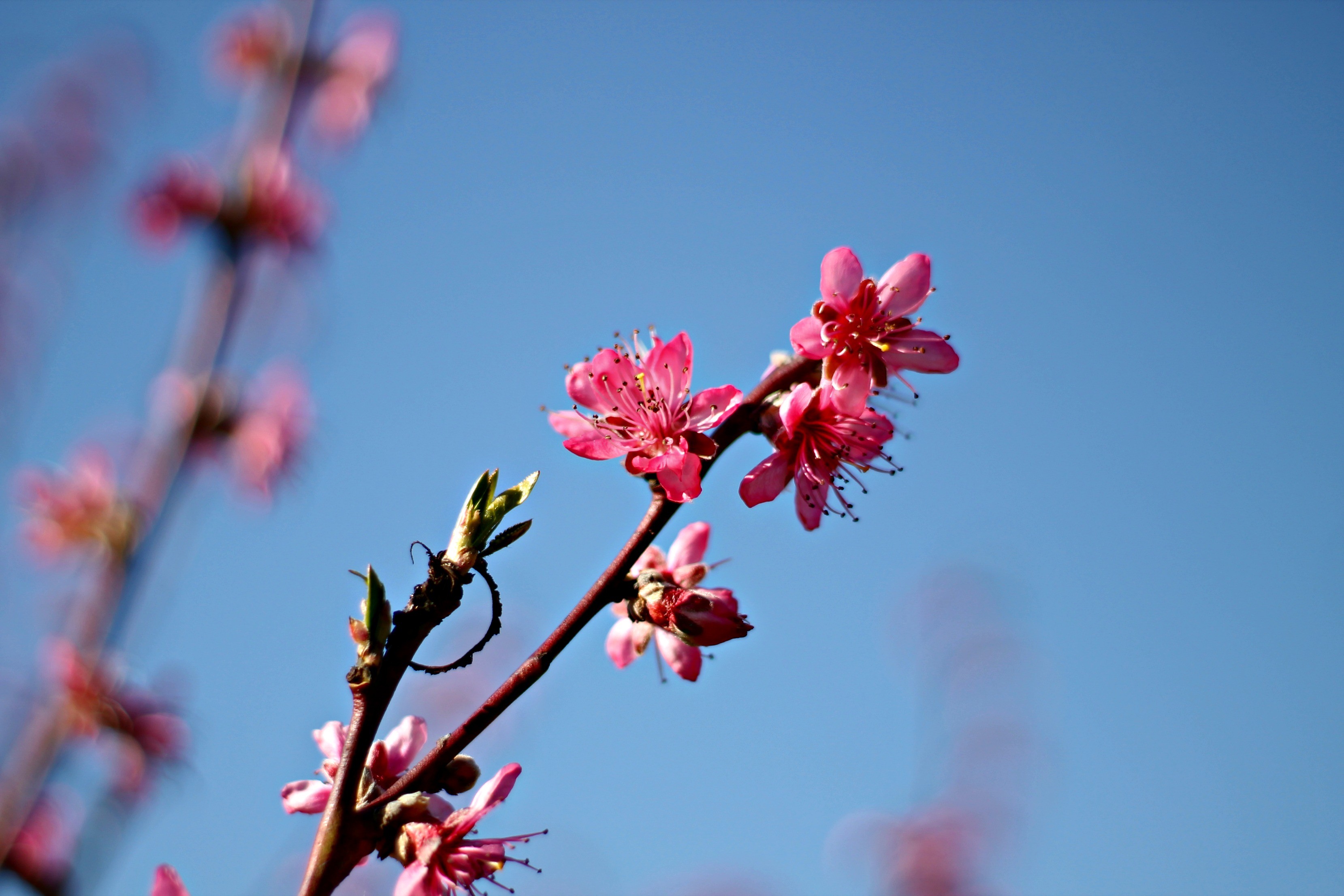 Fonds d'cran Nature Saisons - Printemps 