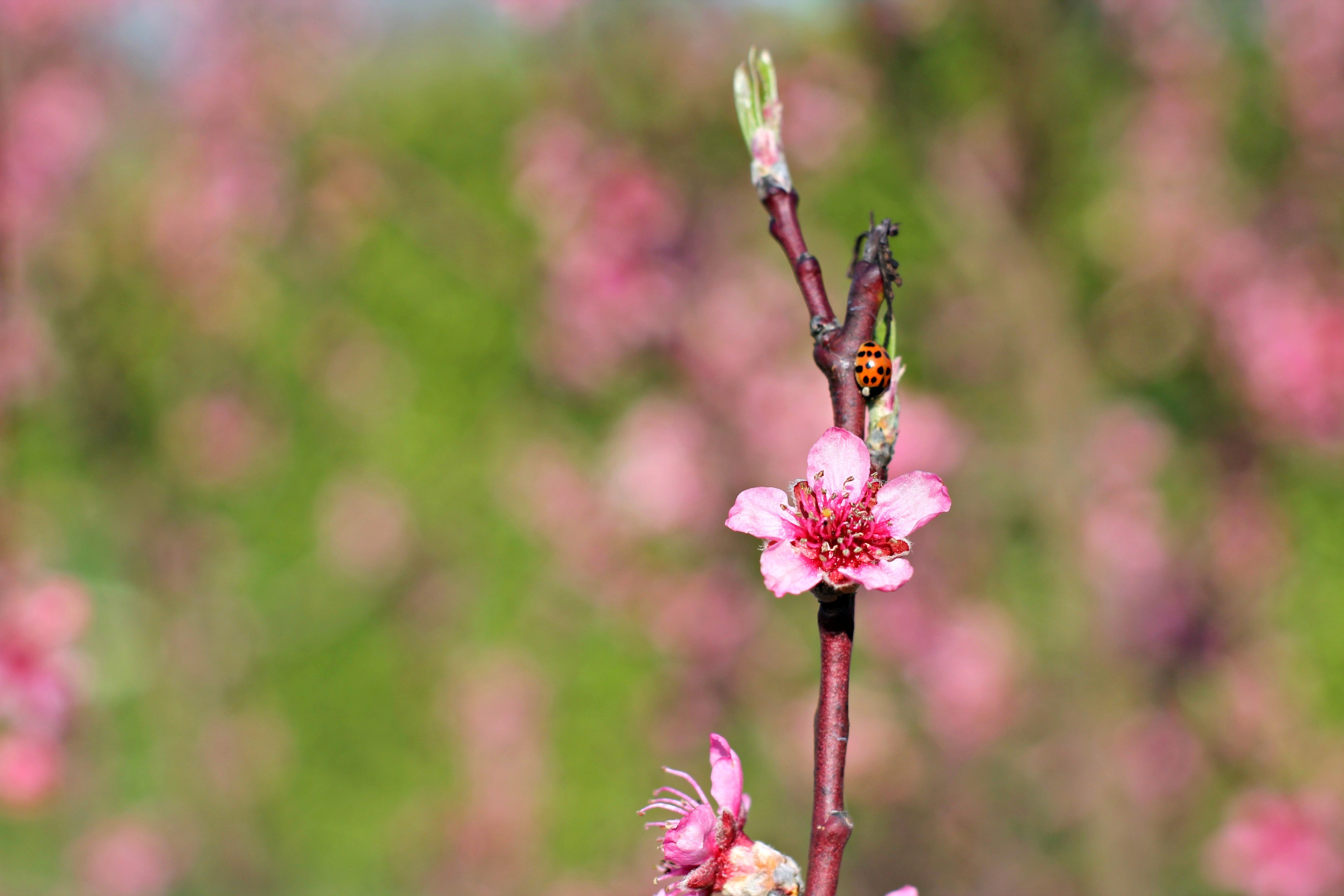 Wallpapers Nature Seasons - Spring 