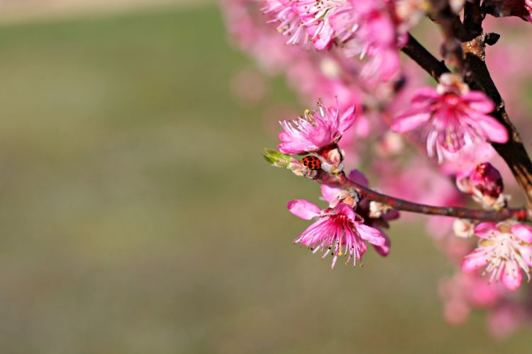 Fonds d'cran Nature Saisons - Printemps Wallpaper N445461