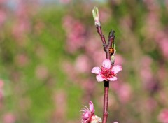 Fonds d'cran Nature Image sans titre N445474