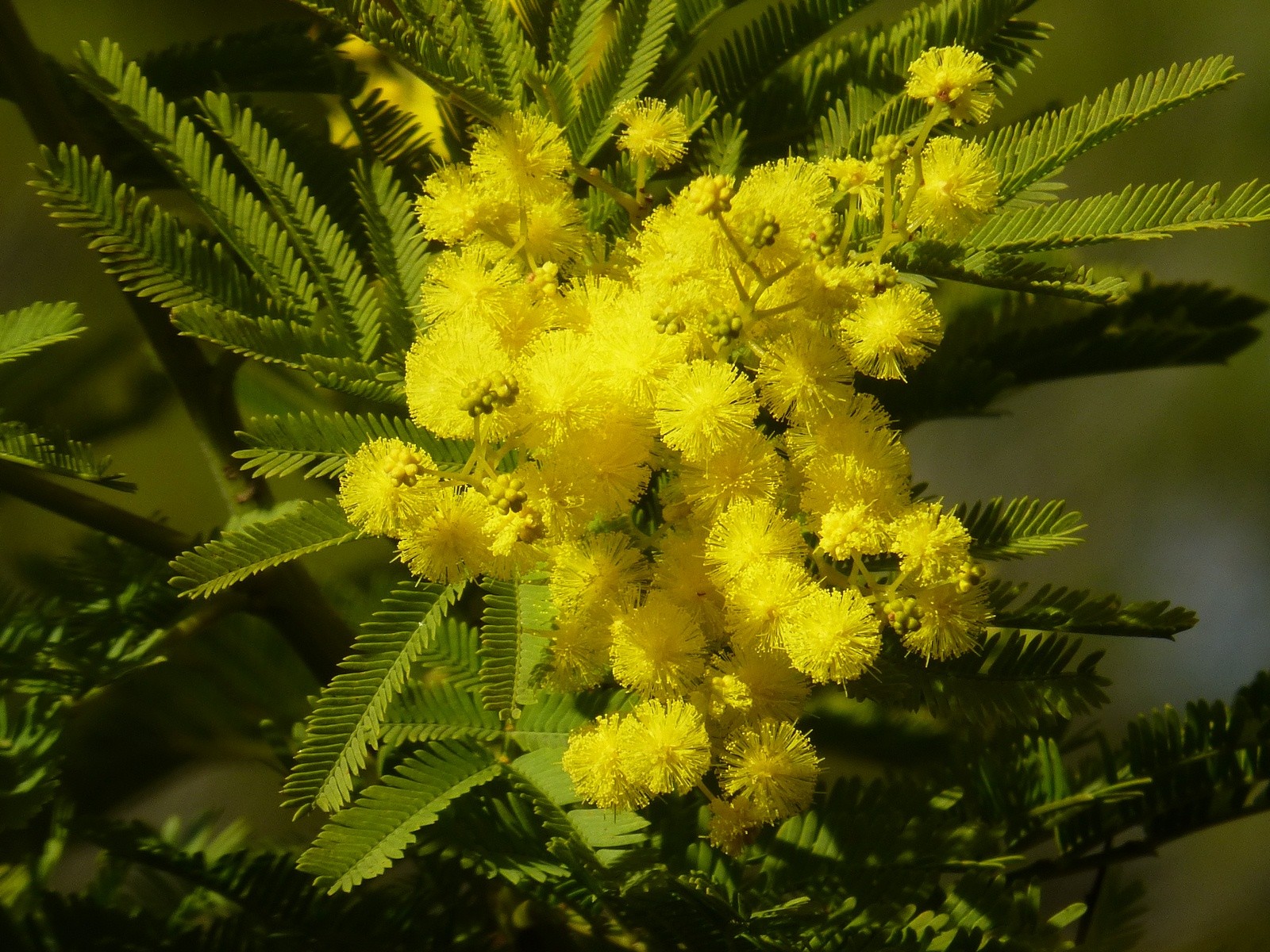 Wallpapers Nature Flowers Jaune de bonheur