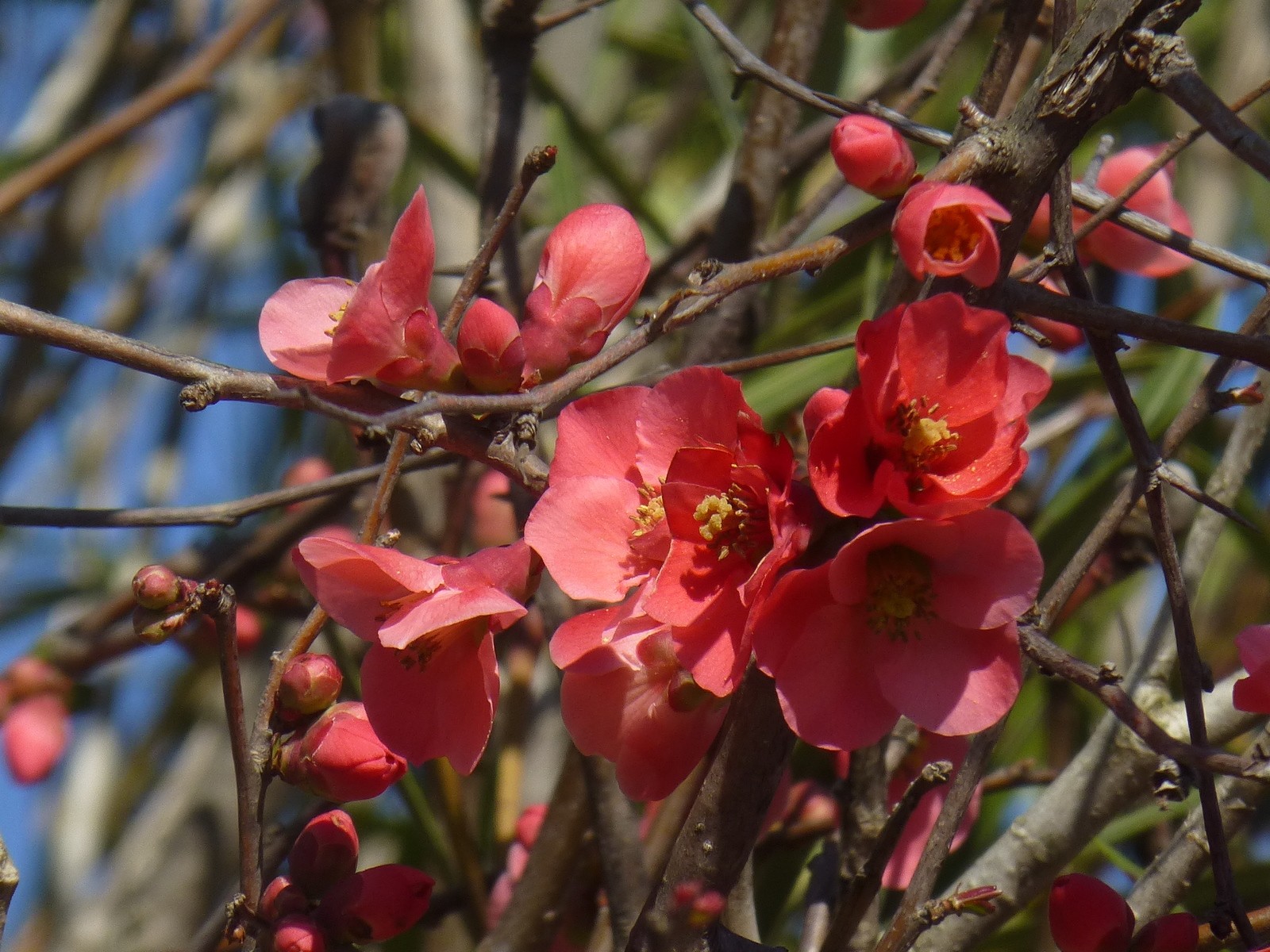 Fonds d'cran Nature Fleurs Un prunus nommé désir