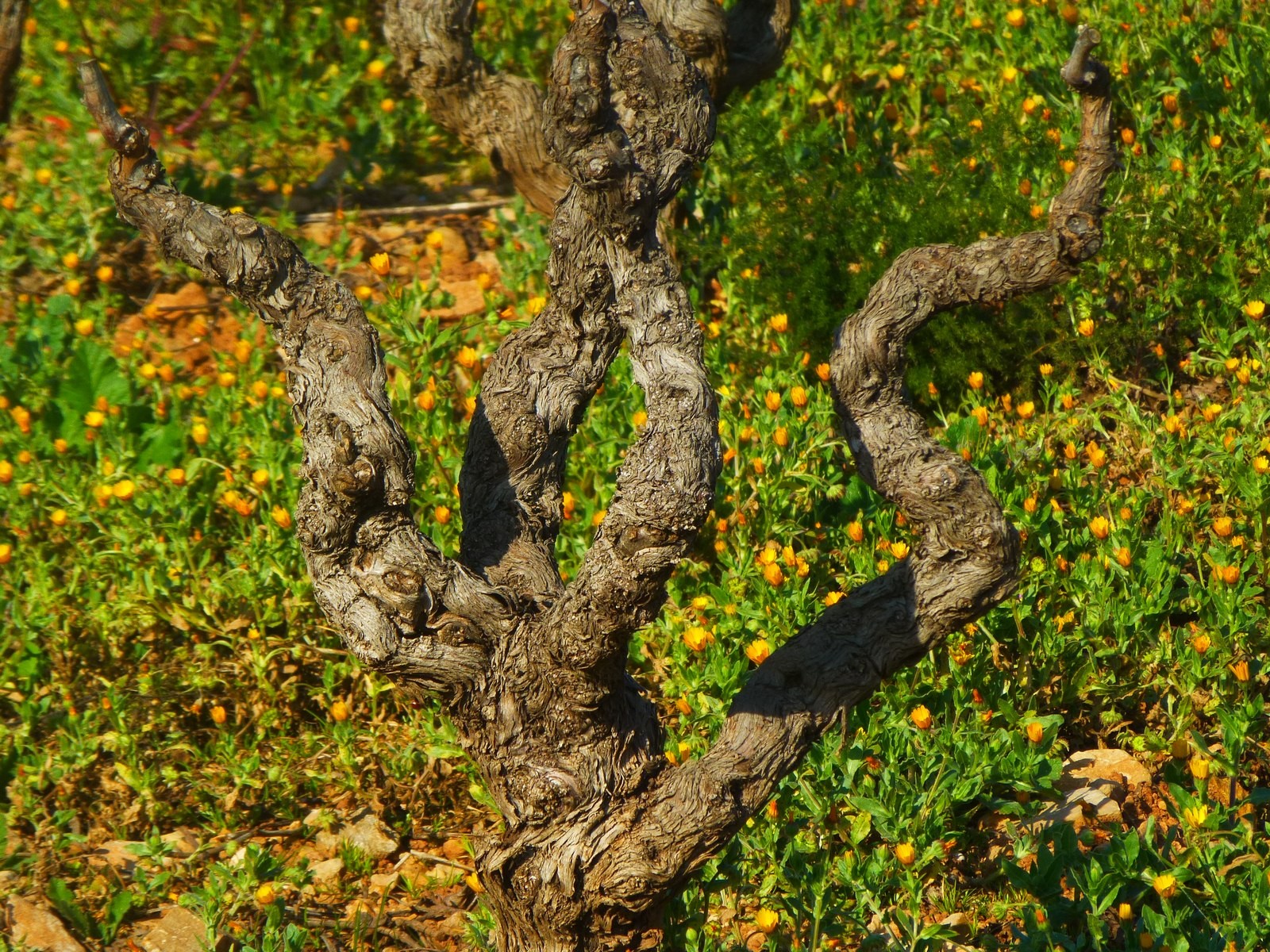 Fonds d'cran Nature Vignes - Vignobles Au coeur de la vigne