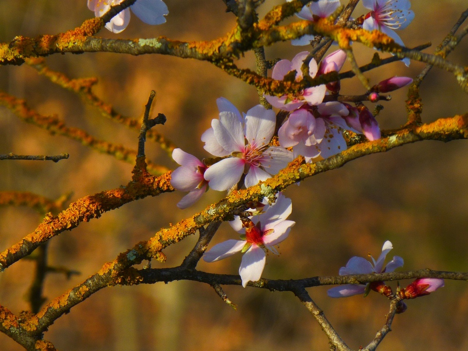 Wallpapers Nature Flowers Un amandier d'or