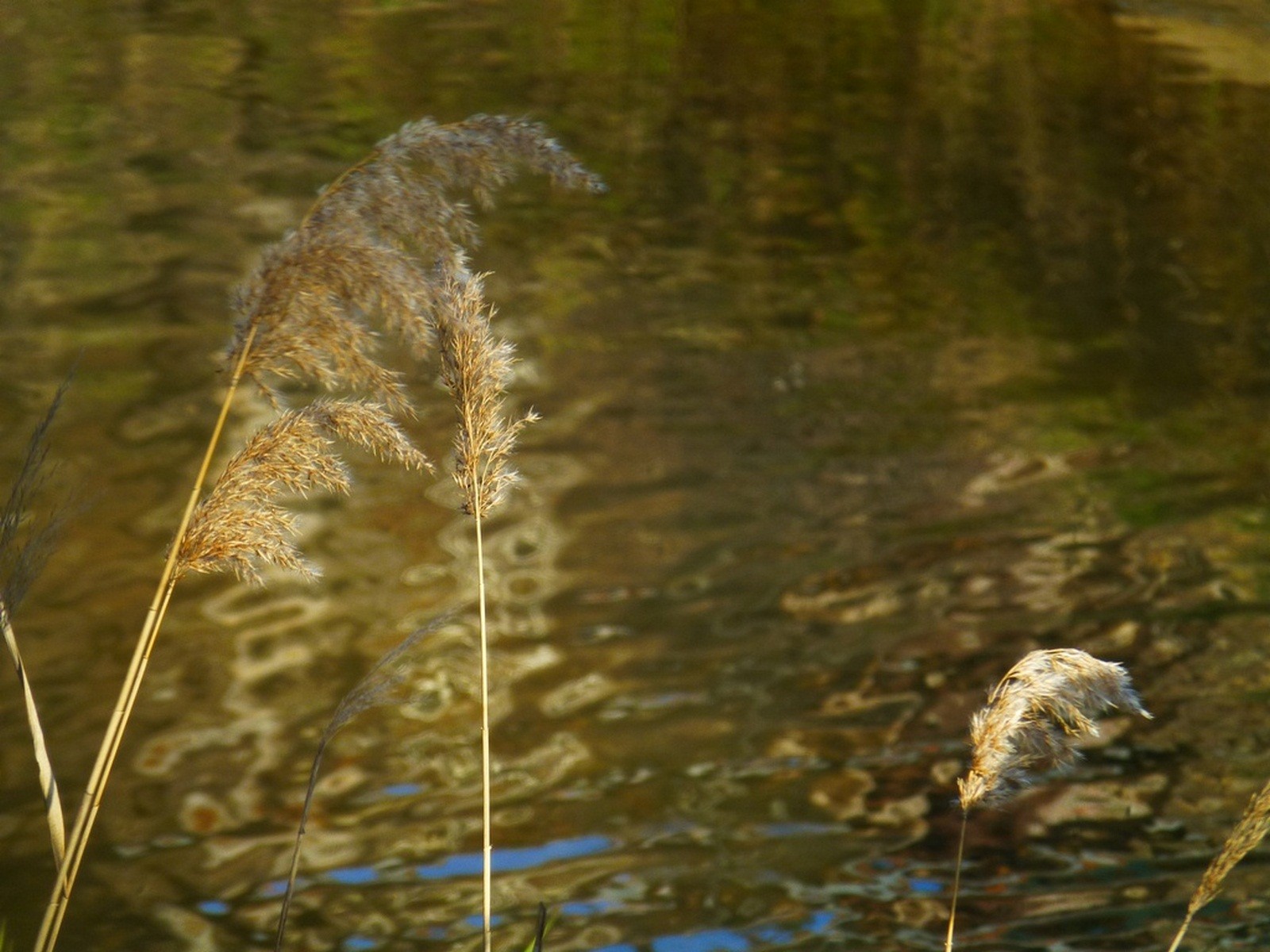 Fonds d'cran Nature Eau - Reflets la magie de l'eau