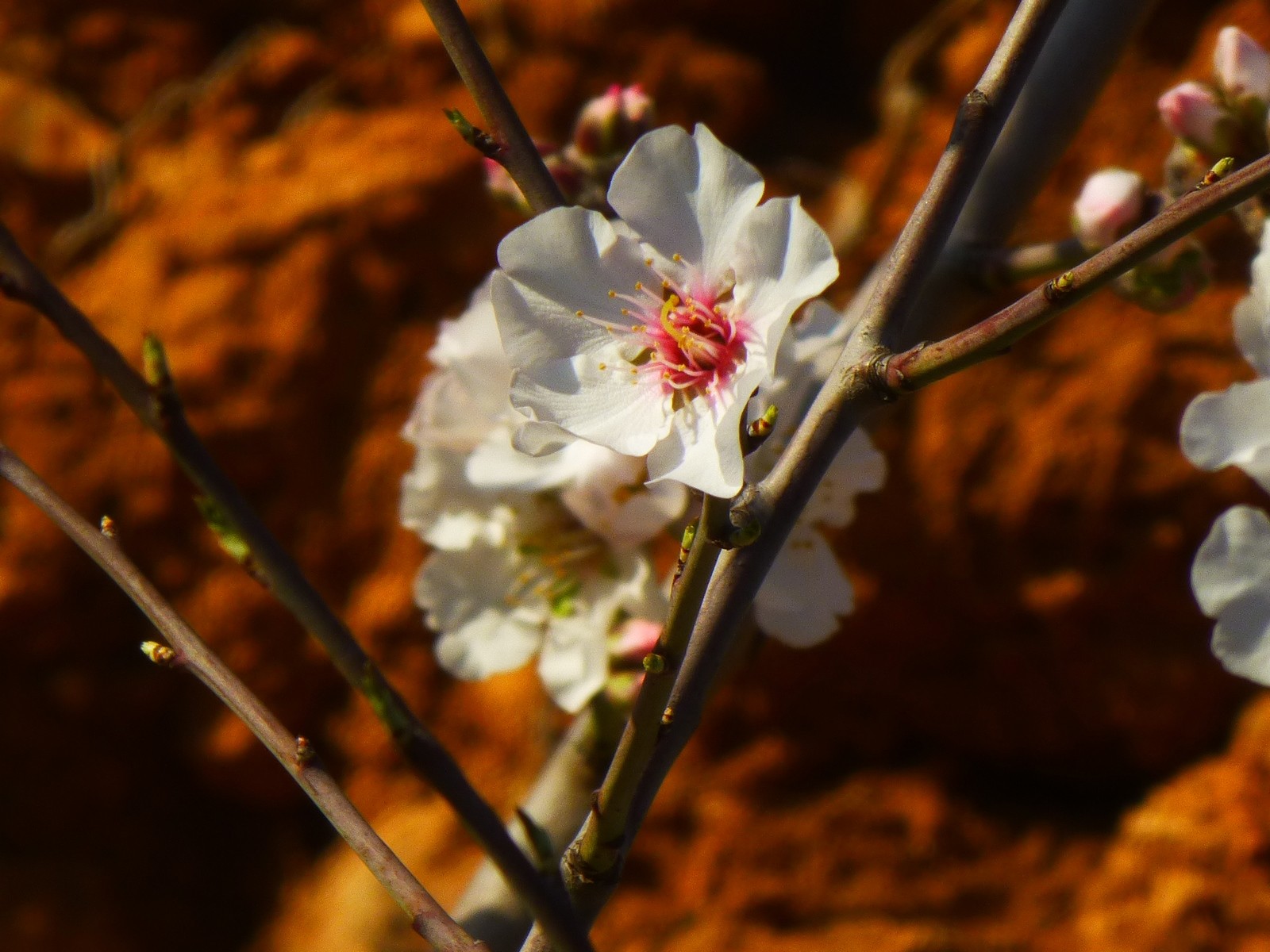 Wallpapers Nature Flowers l'ocre et l'amandier