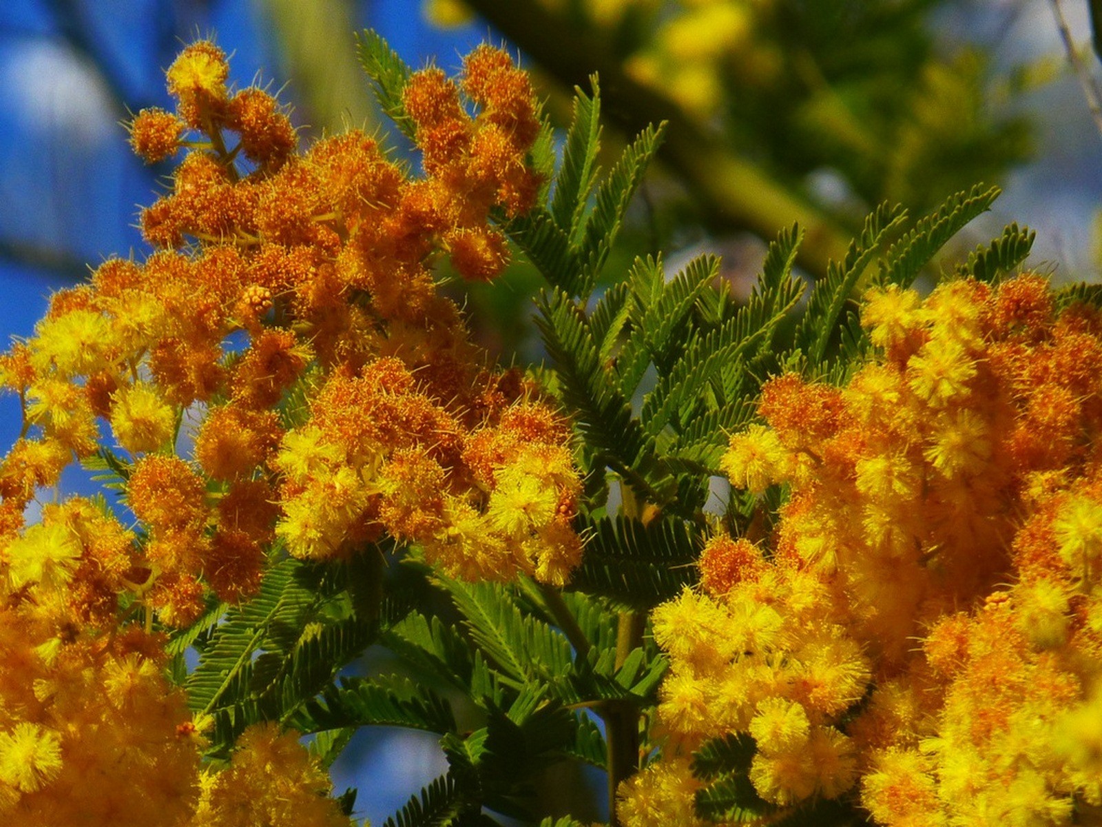 Fonds d'cran Nature Fleurs Oranges de bonheur