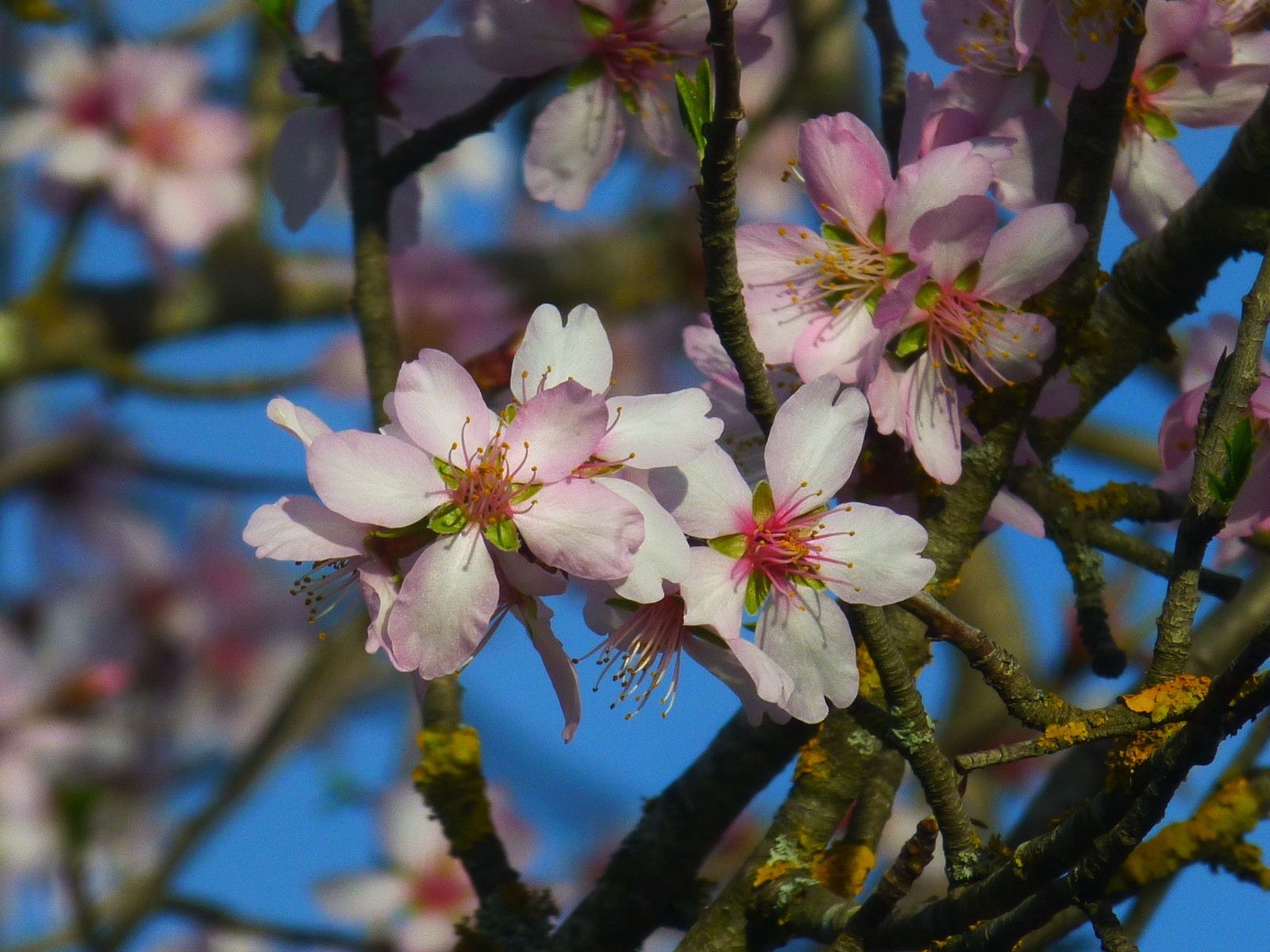 Wallpapers Nature Flowers entre ciel et amandiers