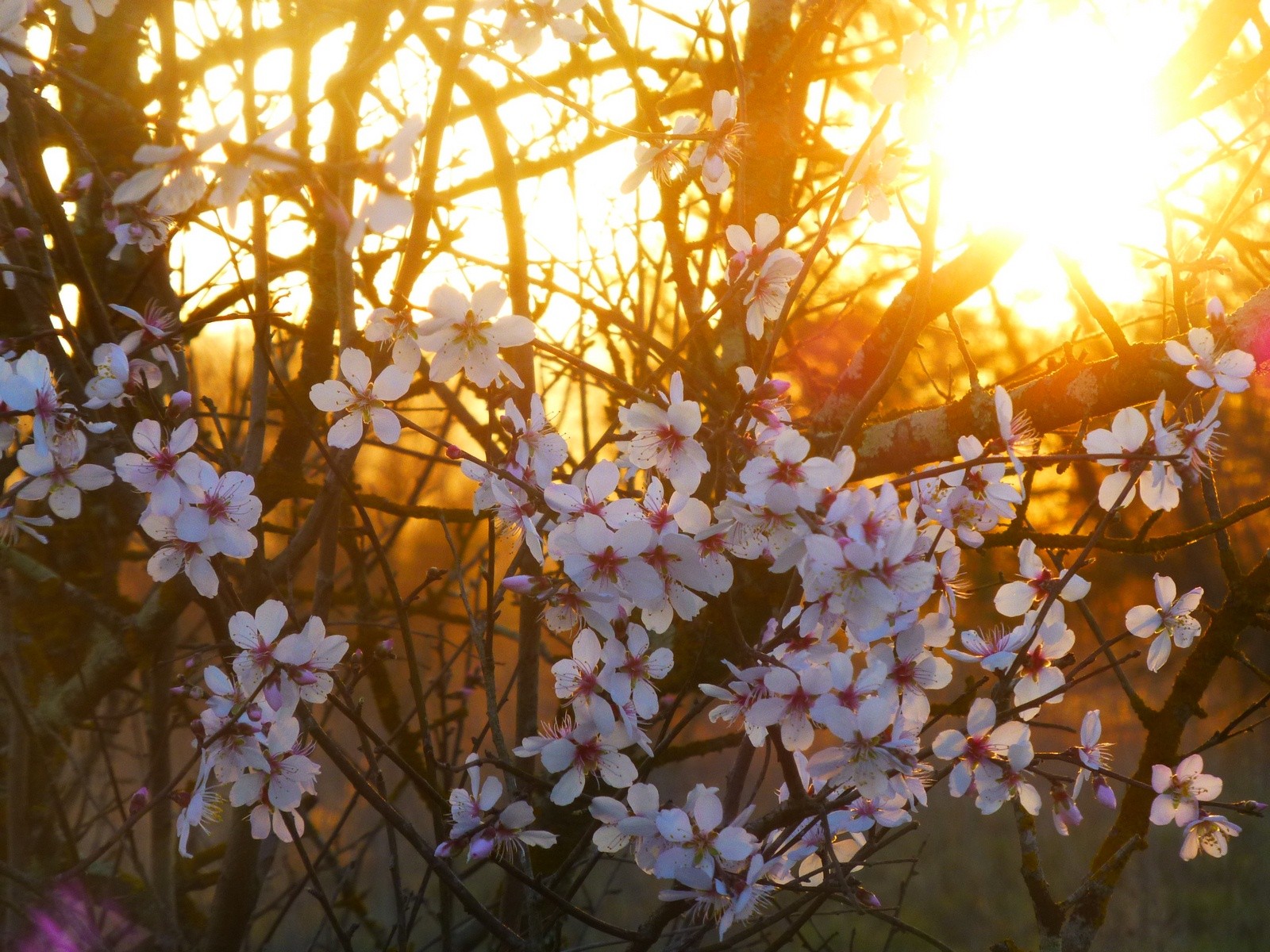 Fonds d'cran Nature Fleurs le coucher du roi