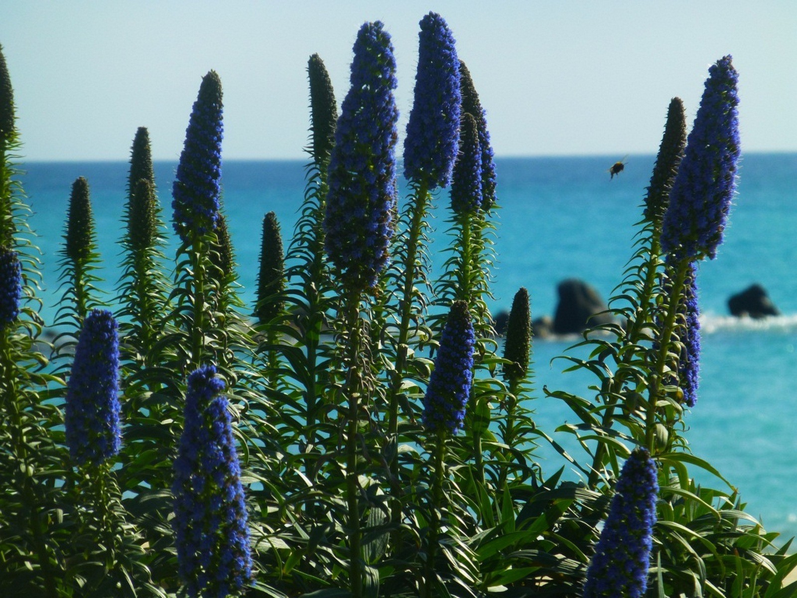 Fonds d'cran Nature Fleurs un paradi fleuri