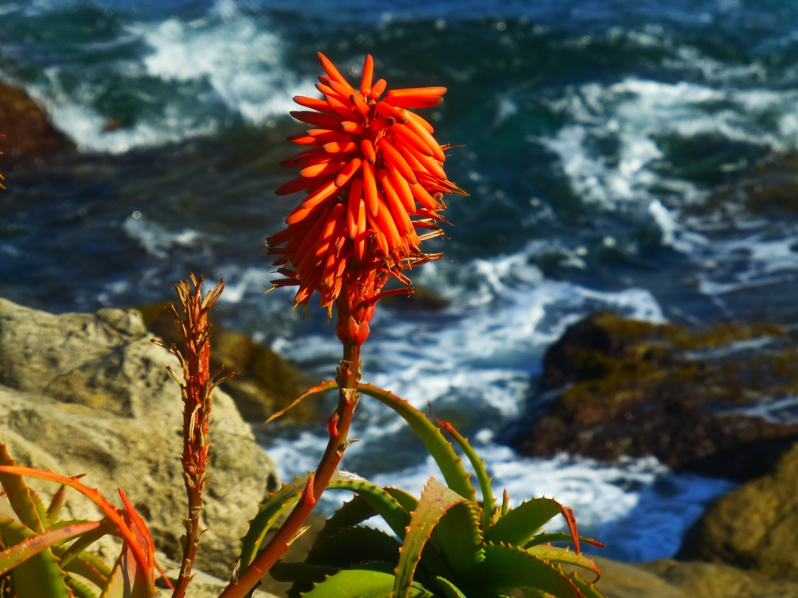 Wallpapers Nature Flowers au fil des vagues