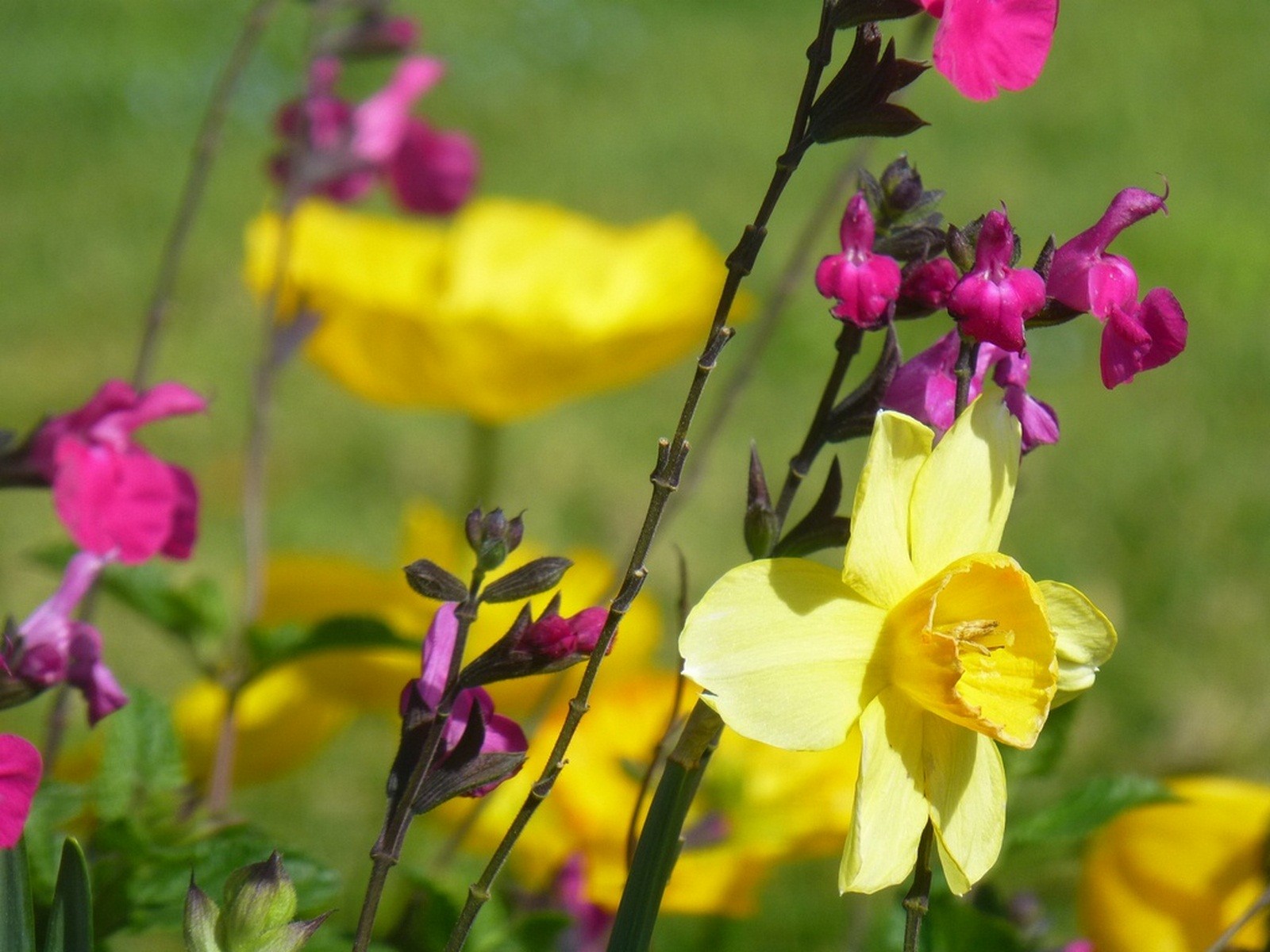 Wallpapers Nature Flowers comme un tableau