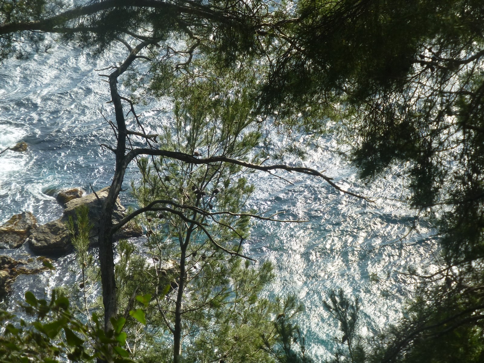 Fonds d'cran Nature Mers - Ocans - Plages au fil des arbres