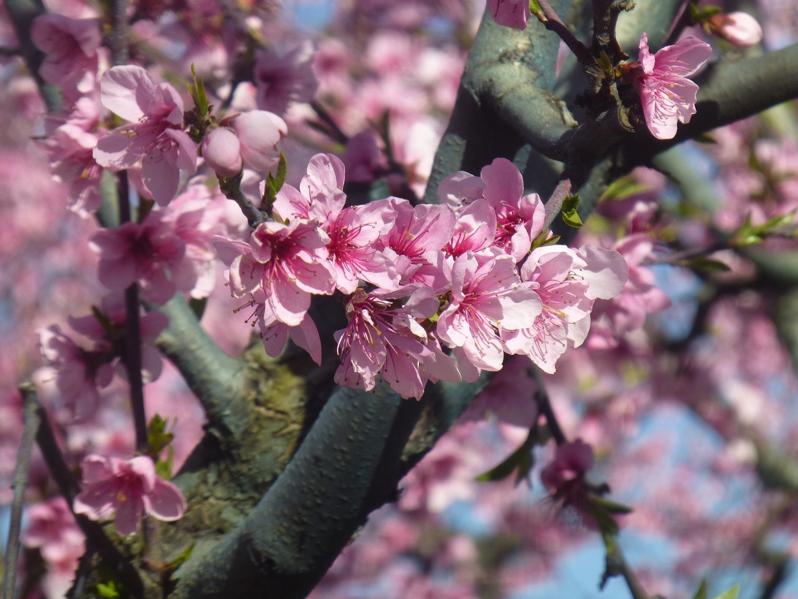 Wallpapers Nature Flowers roses de bonheur