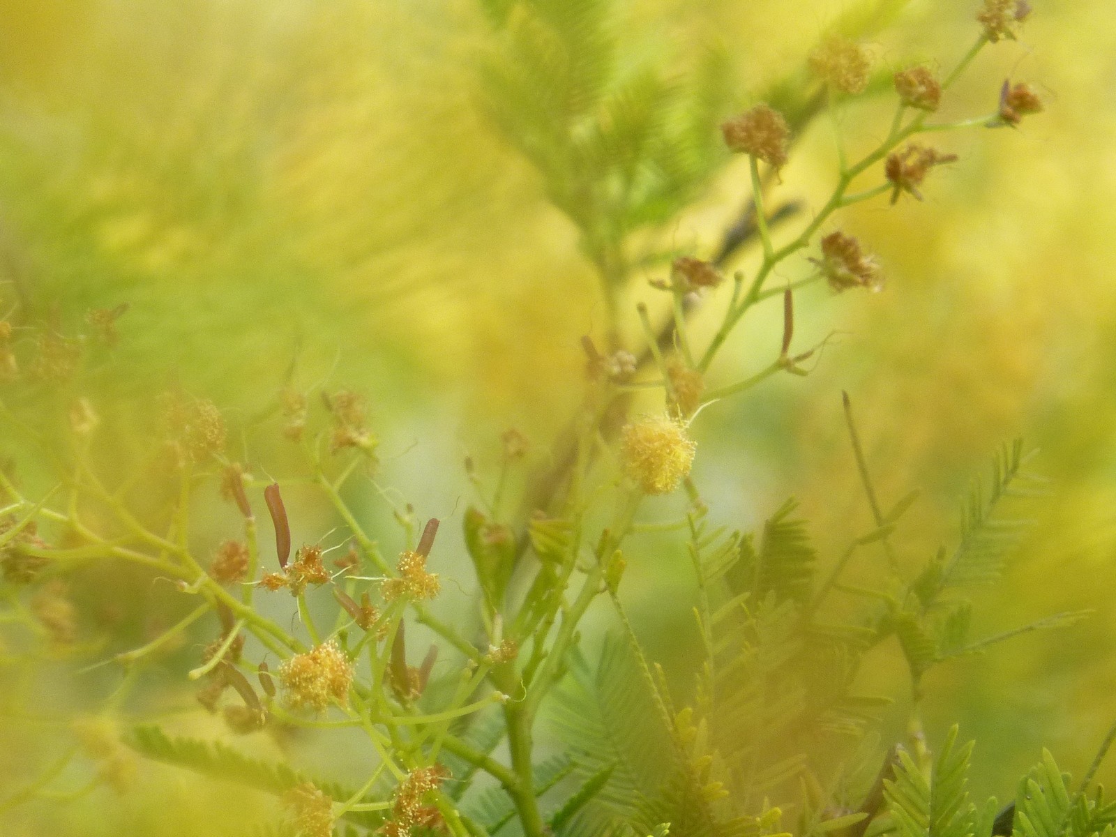 Fonds d'cran Nature Fleurs au delà de l'étrange