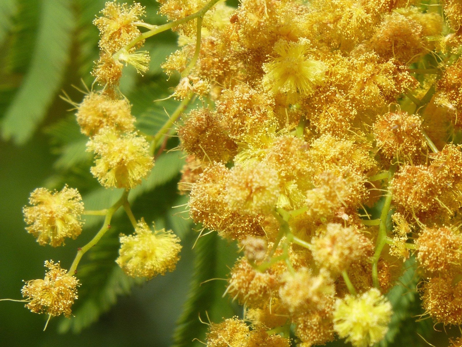 Fonds d'cran Nature Fleurs un mimosa double