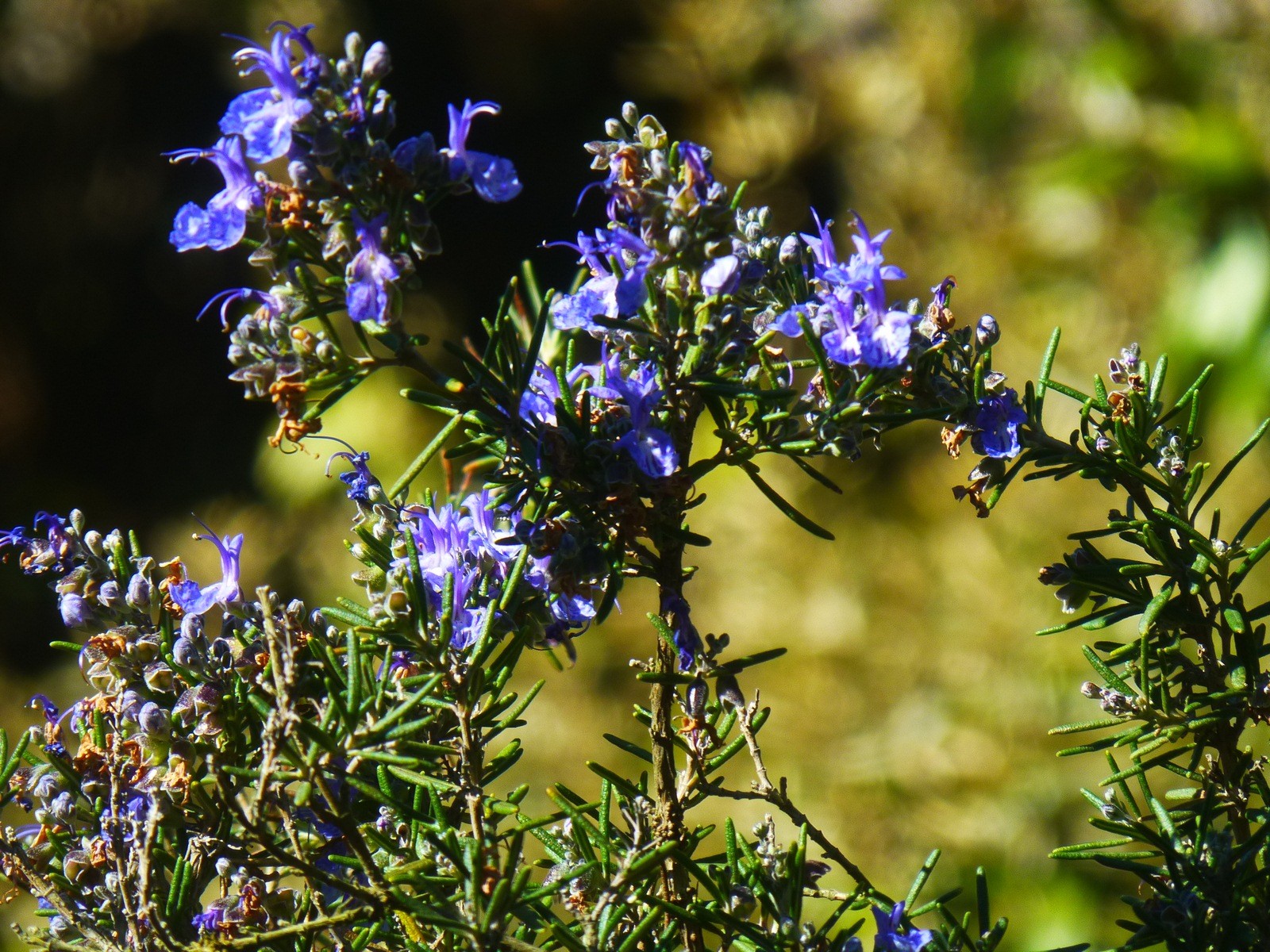 Wallpapers Nature Flowers a sent bon le romarin