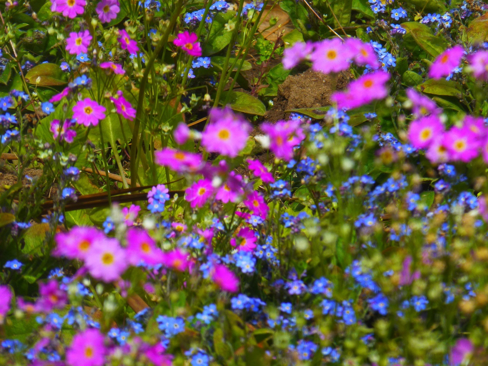 Fonds d'cran Nature Fleurs au centre des couleurs