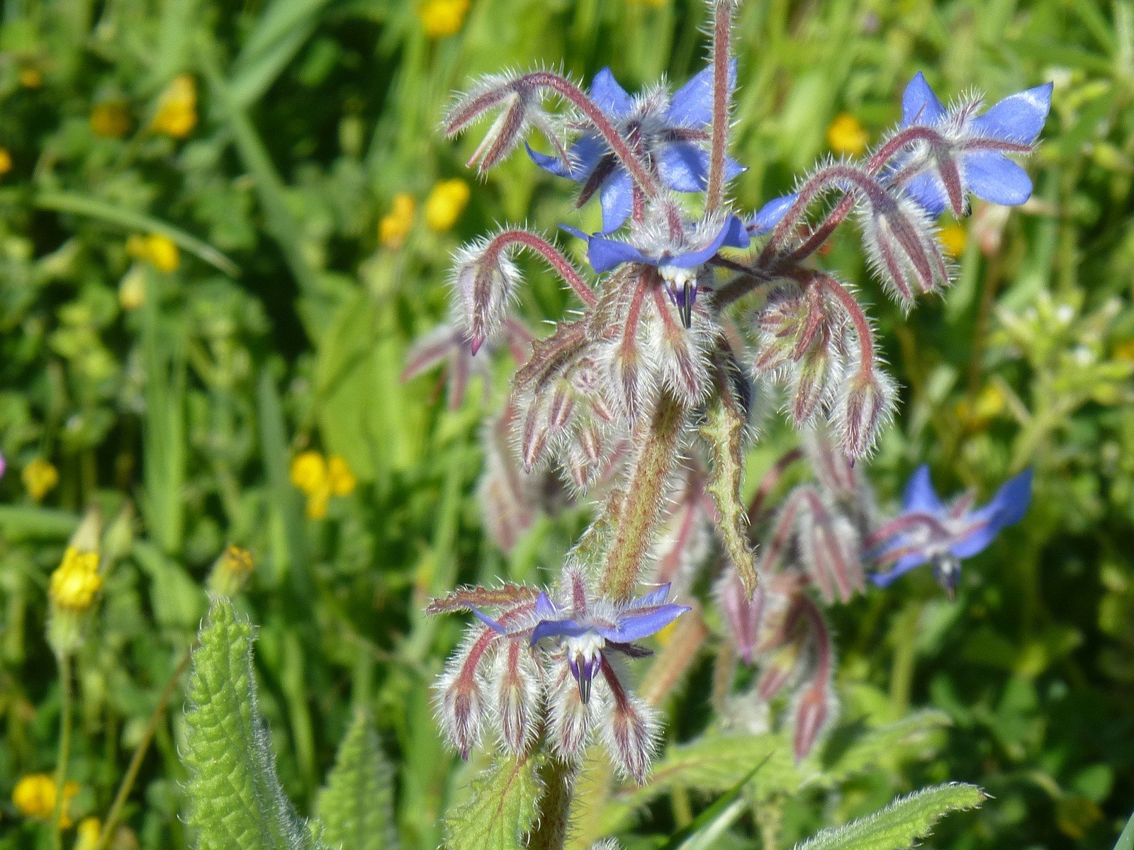 Fonds d'cran Nature Fleurs le bonheur de la prairie