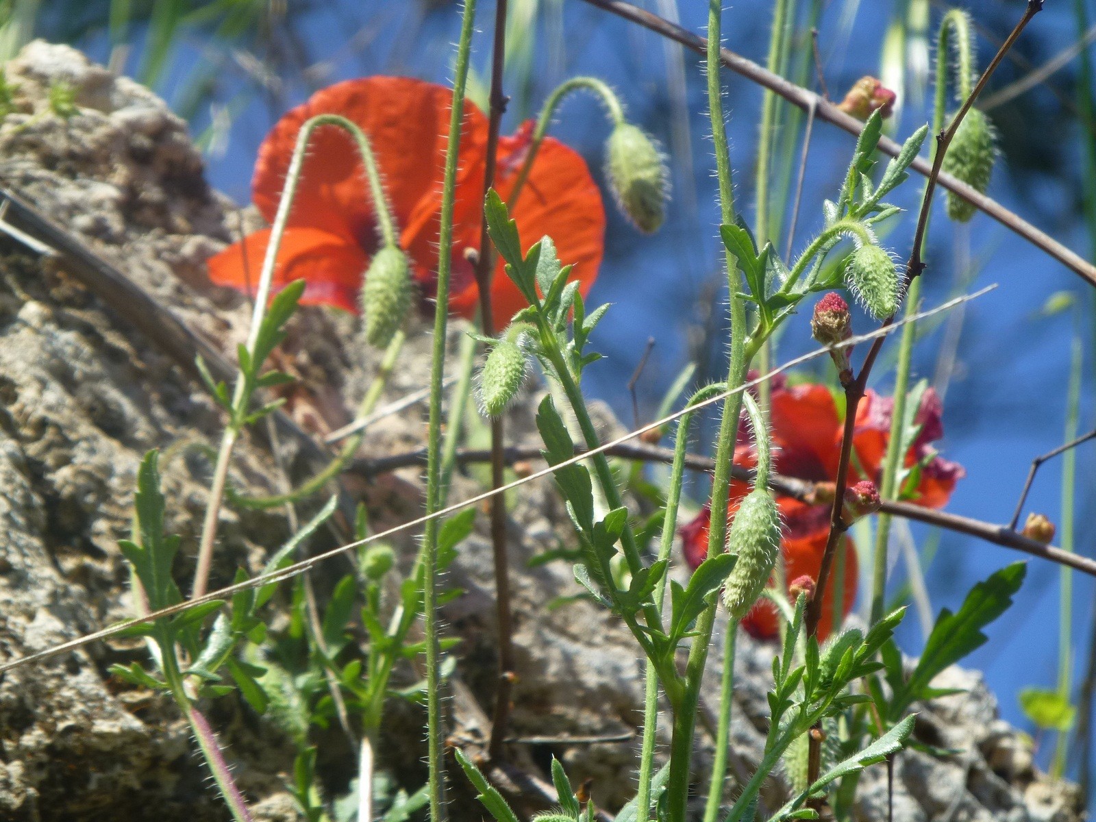 Fonds d'cran Nature Fleurs coquelicots mes amours