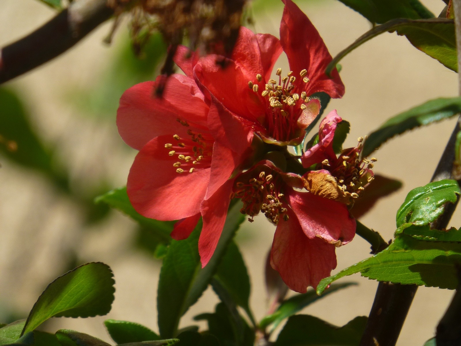 Wallpapers Nature Flowers trois prunus dans la place