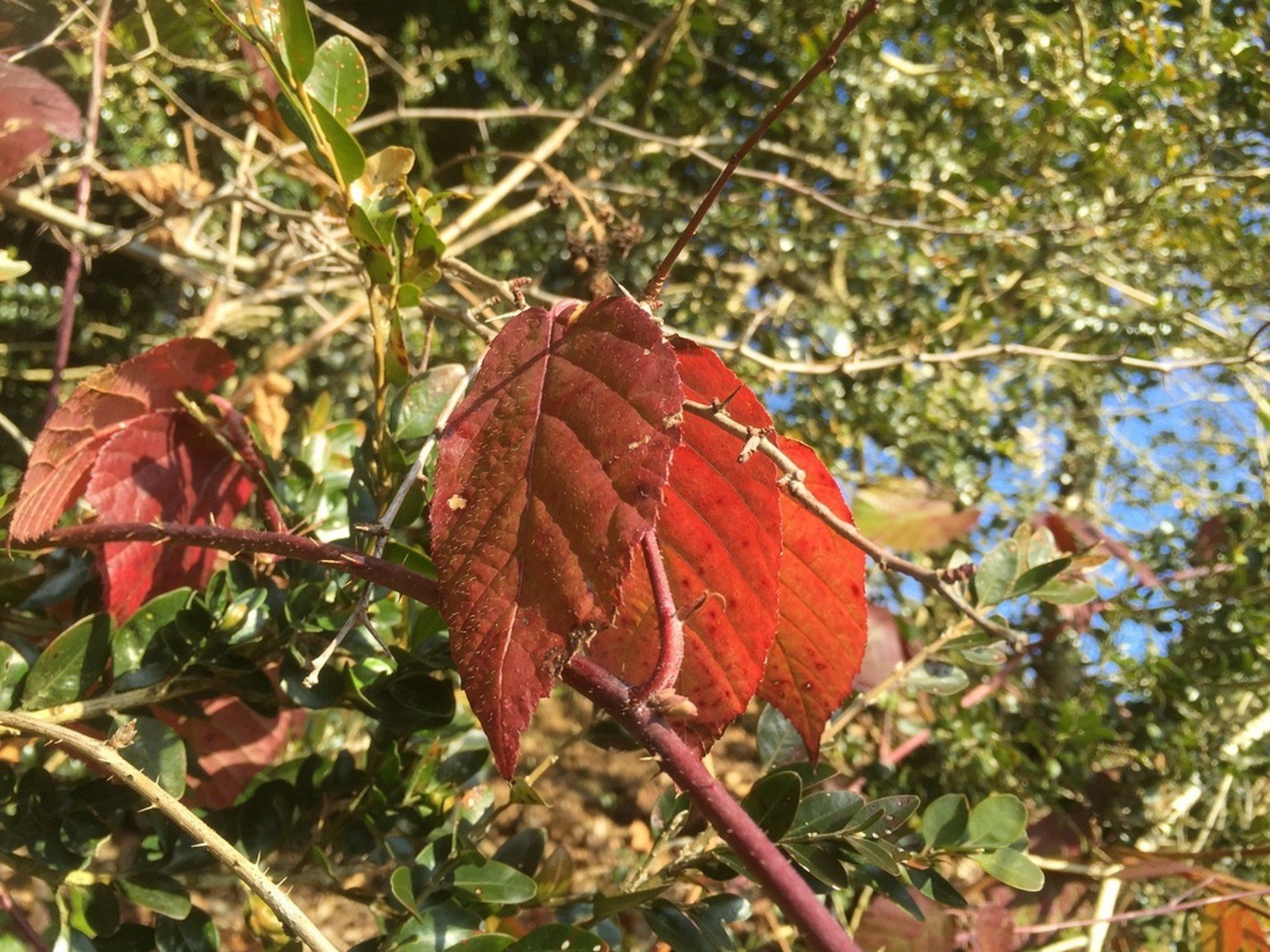 Fonds d'cran Nature Feuilles - Feuillages un trio magique