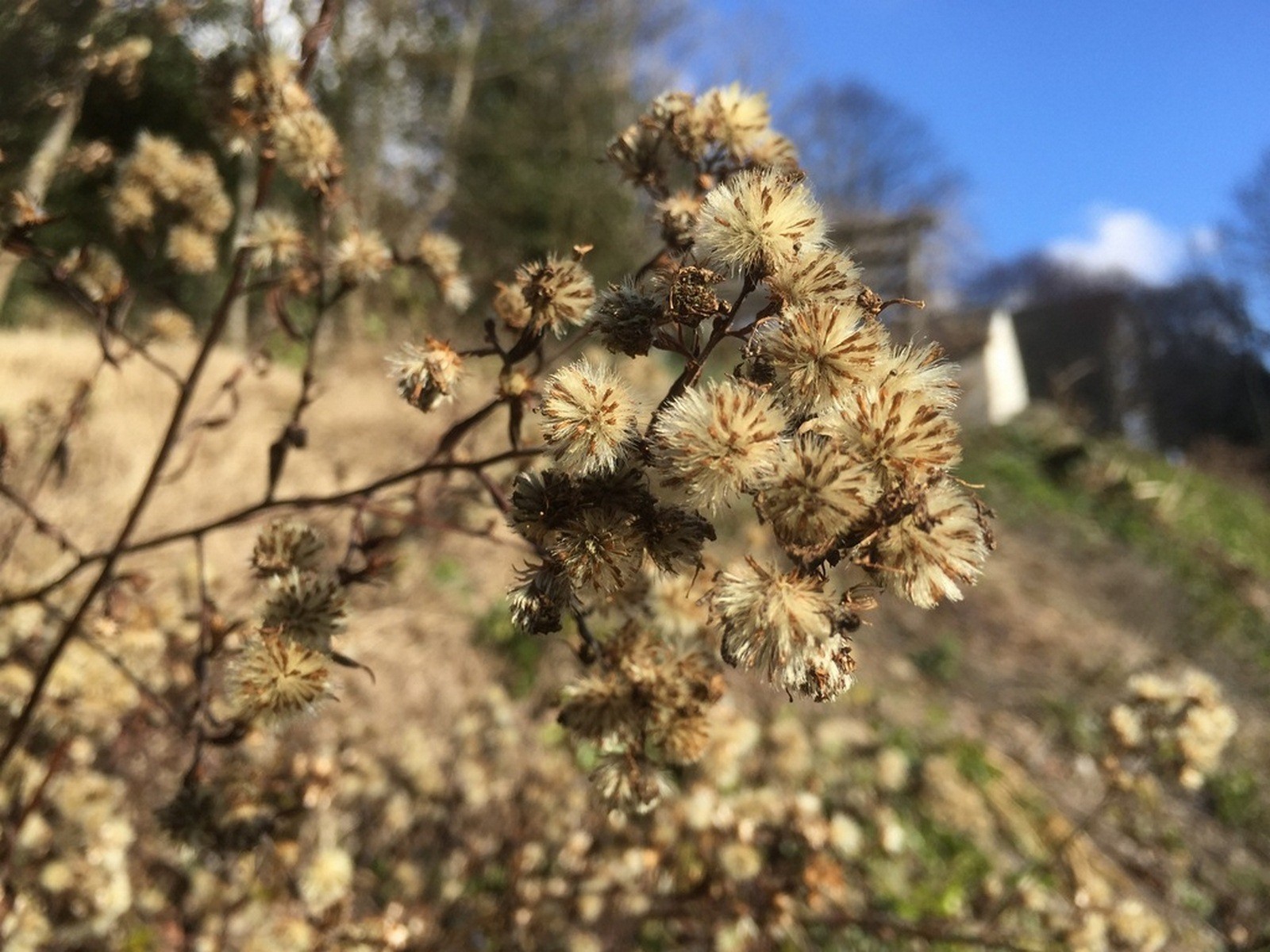 Fonds d'cran Nature Fleurs Des pompons aux ange