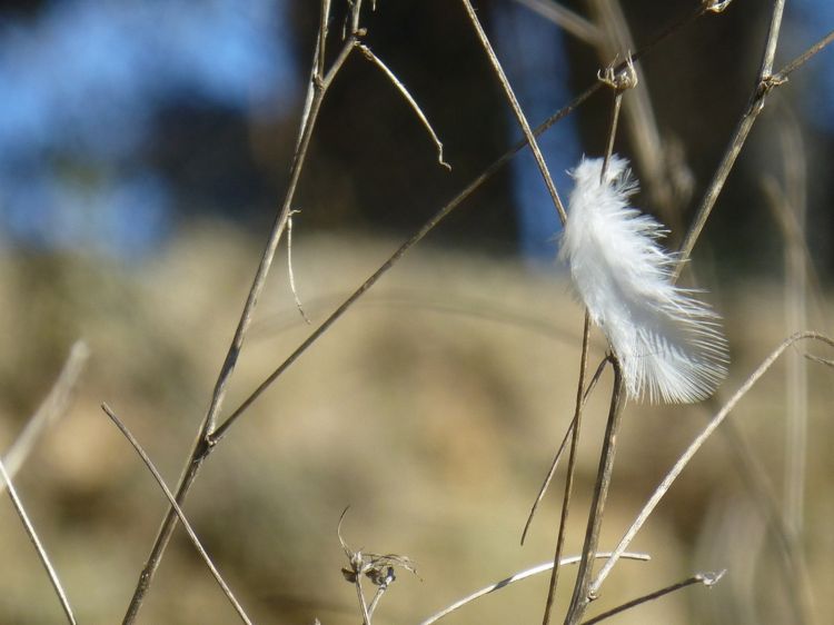 Wallpapers Animals Birds - Feathers Au fil du vent