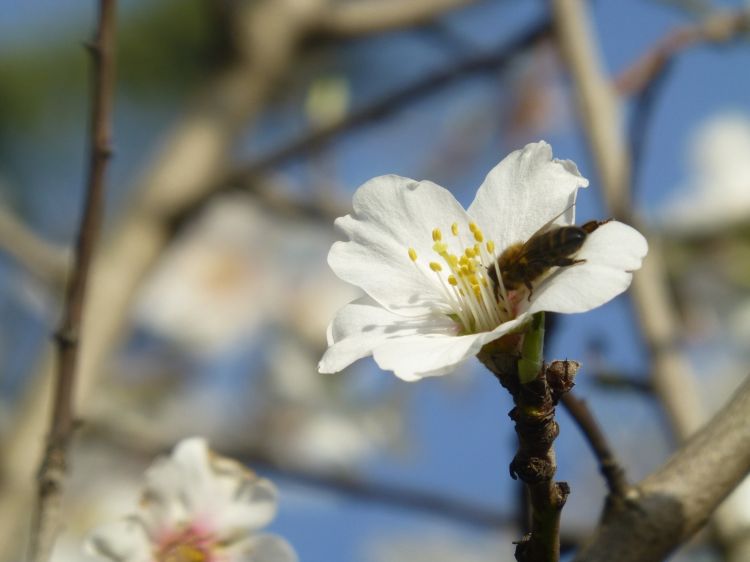 Fonds d'cran Nature Fleurs C'est l'heure du goûter