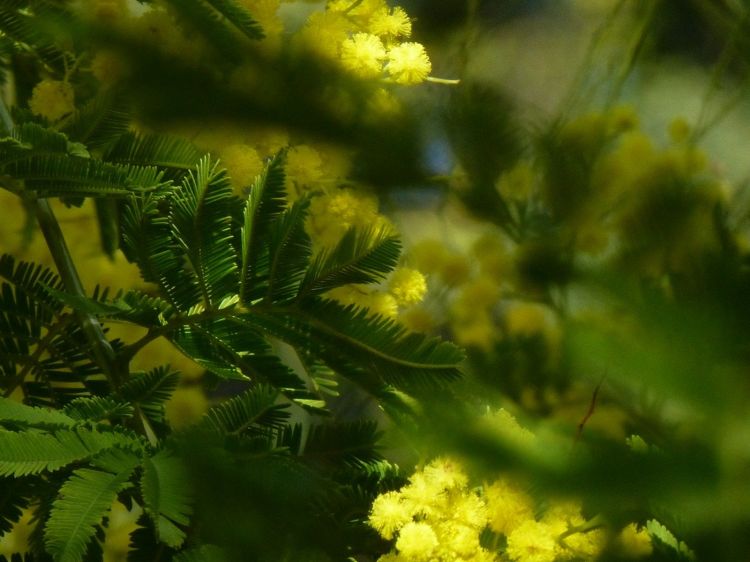 Fonds d'cran Nature Fleurs AU coeur du mimosa