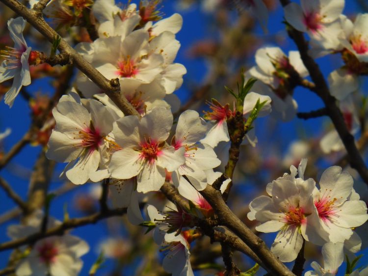 Wallpapers Nature Flowers un mariage d'azur