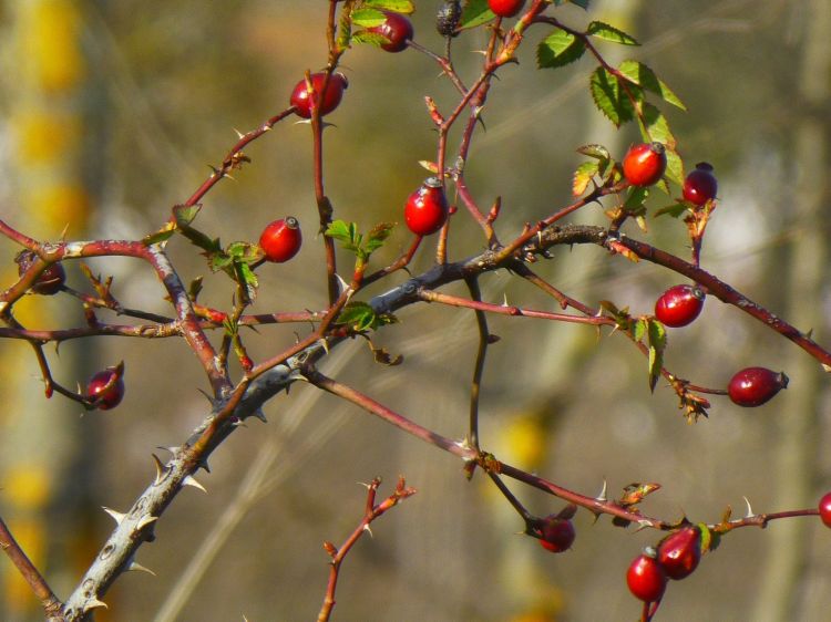 Wallpapers Nature Fruits de si belles guirelandes