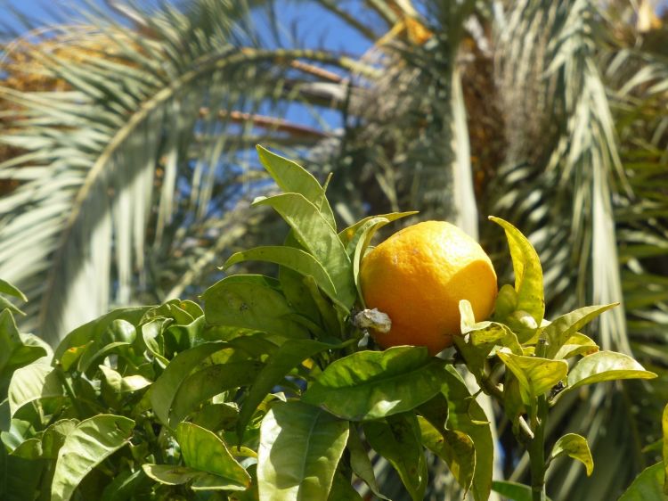 Wallpapers Nature Fruits l'orange et le palmier