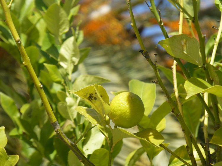 Wallpapers Nature Fruits un citron dans les airs