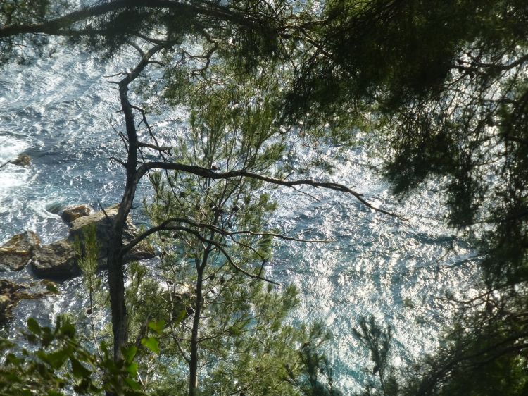 Fonds d'cran Nature Mers - Ocans - Plages au fil des arbres