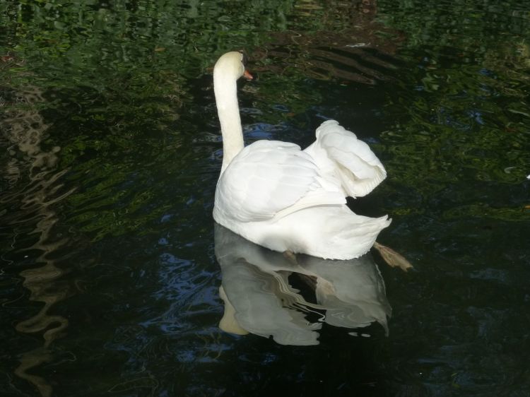 Wallpapers Animals Birds - Swans le cygne des temps