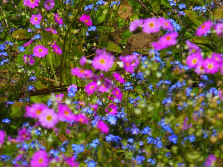 Fonds d'cran Nature Fleurs au centre des couleurs